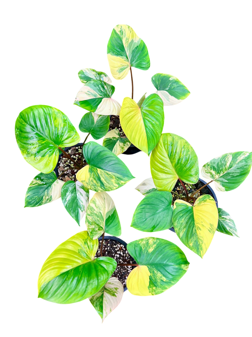 Homalomena Rubescens Aurea Variegated Set of 5 Plants