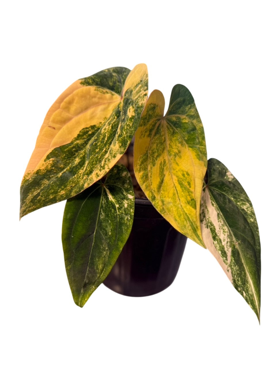 Anthurium Papililaminum x RVDP var. – Lucky Plants Thailand