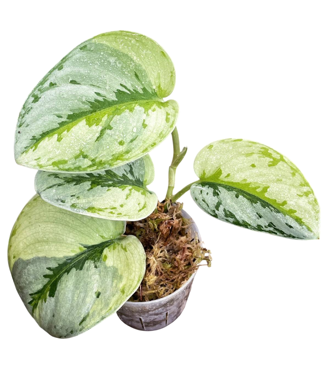 Scindapsus Yupa Variegated – Set of 3 Plants