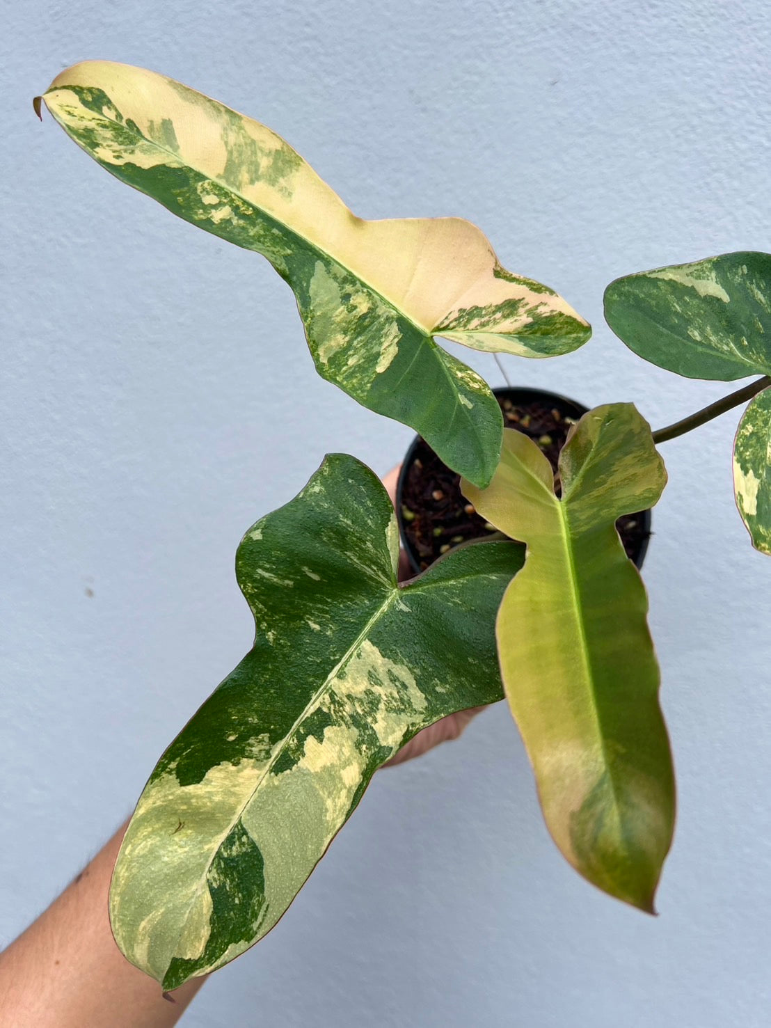 Florida Beauty x Black Billietiae