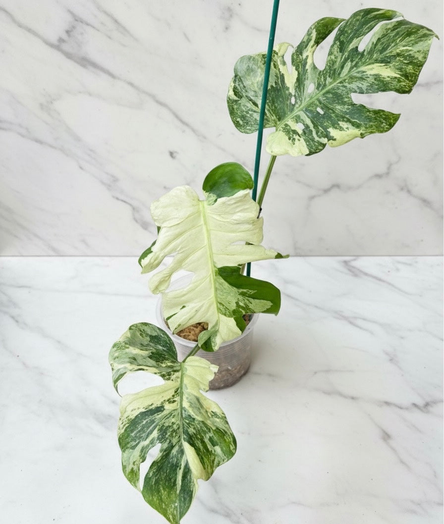 Monstera deliciosa ‘Ocean Lava’ Variegated – Rare Collector’s Plant
