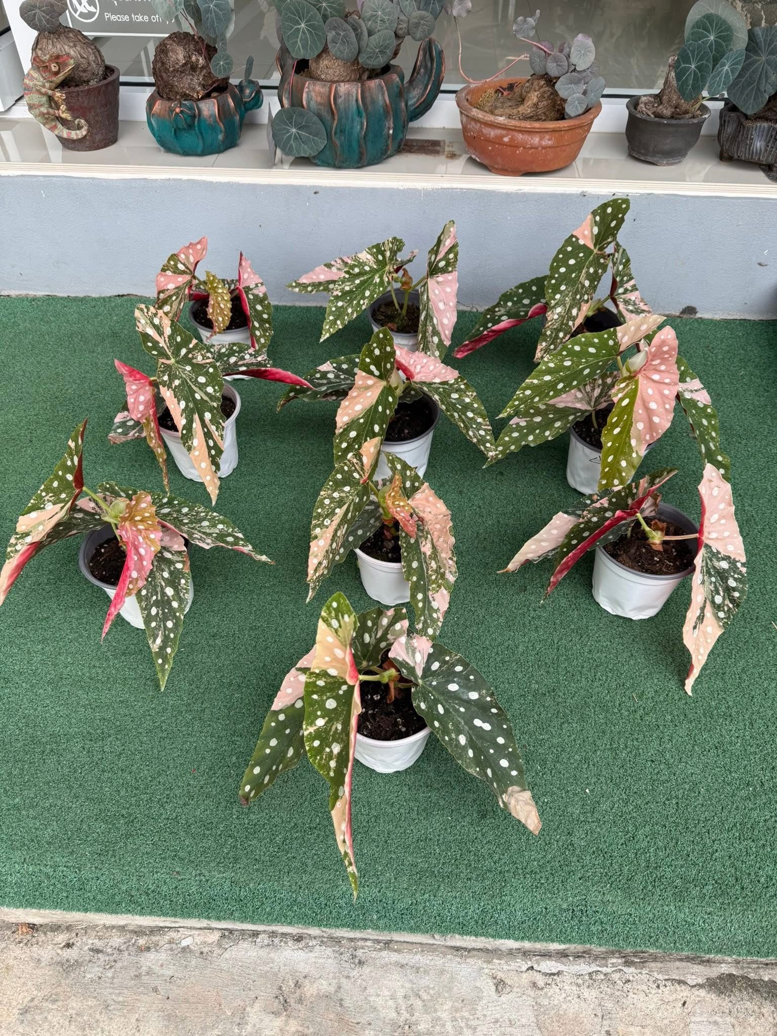 Begonia maculata var. – Lucky Plants Thailand
