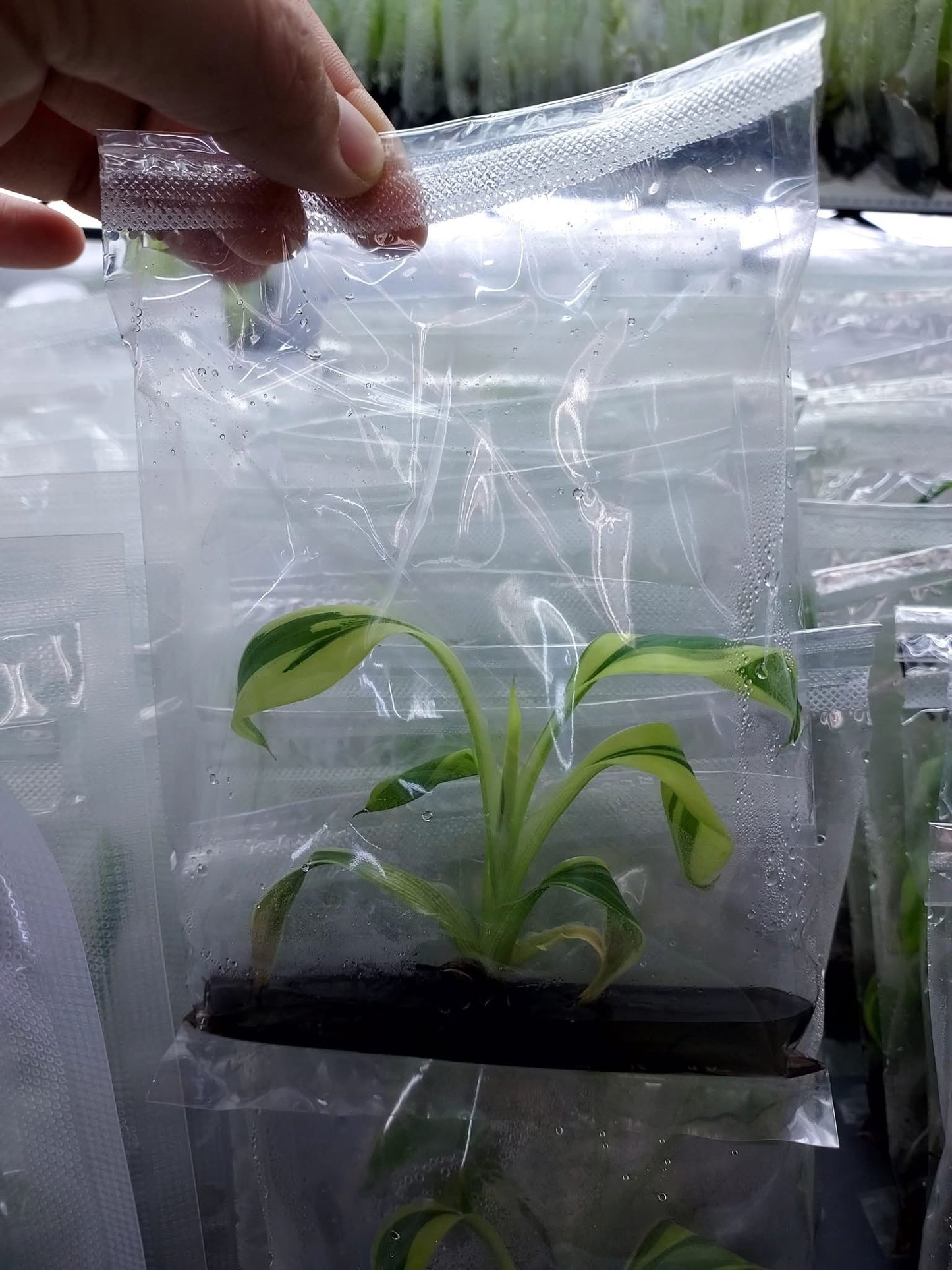 Musa Banana Pink Variegated “Nono” – Plant Tissue Culture (Wholesale) Set of 50 Plants