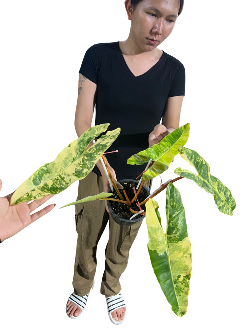 Philodendron Billiteae Variegated 3-4 Leaves
