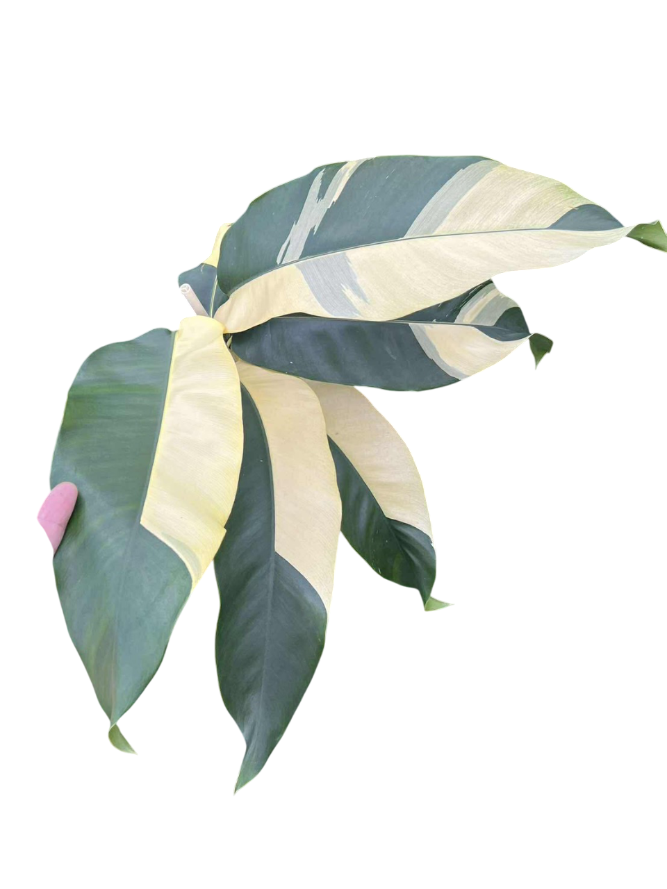 Epipremnum Giganteum Albo Variegated