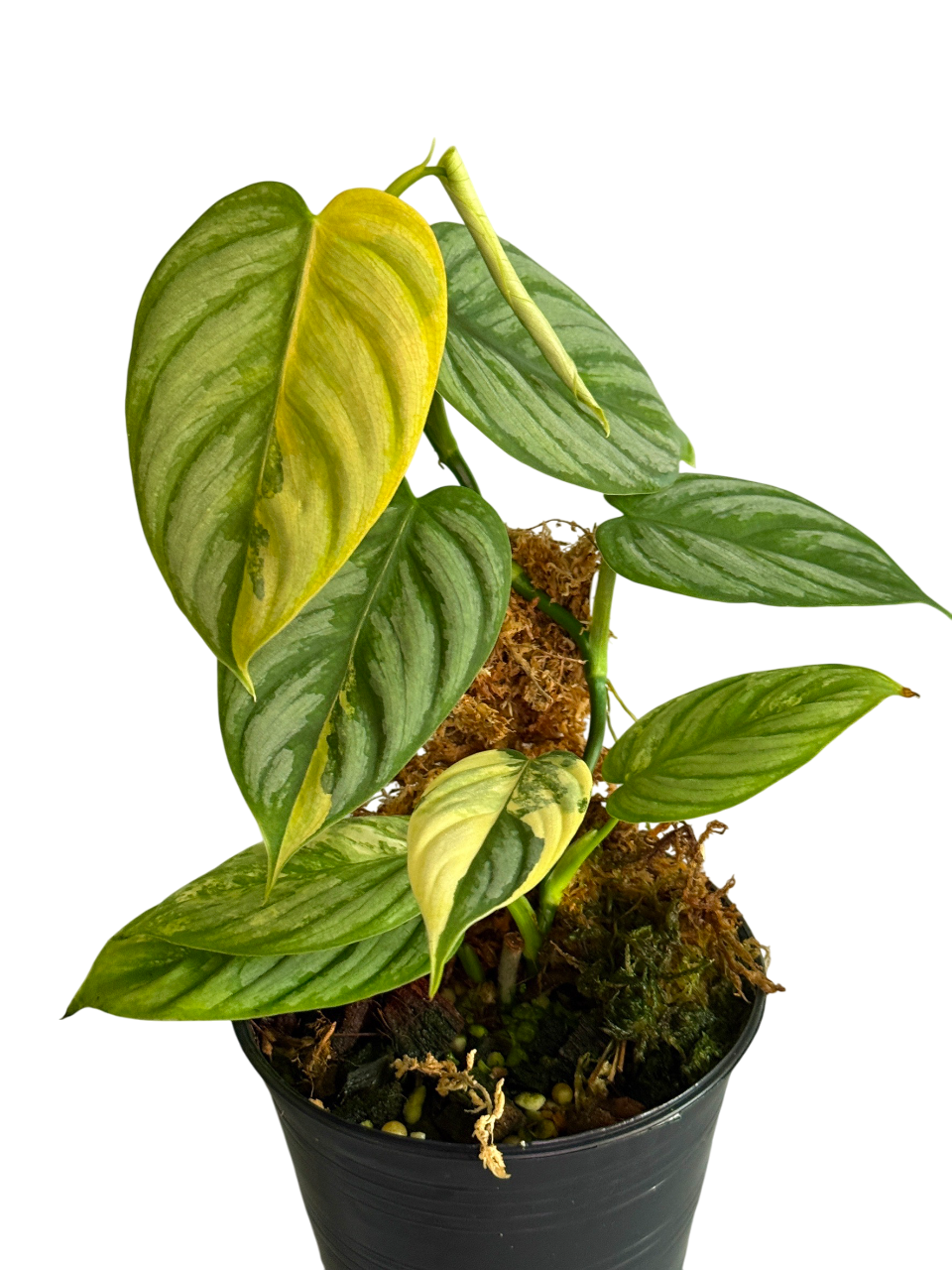 Philodendron Brandtianum Variegated