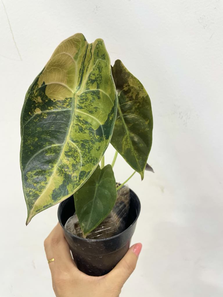 Alocasia sedenii aurea var.