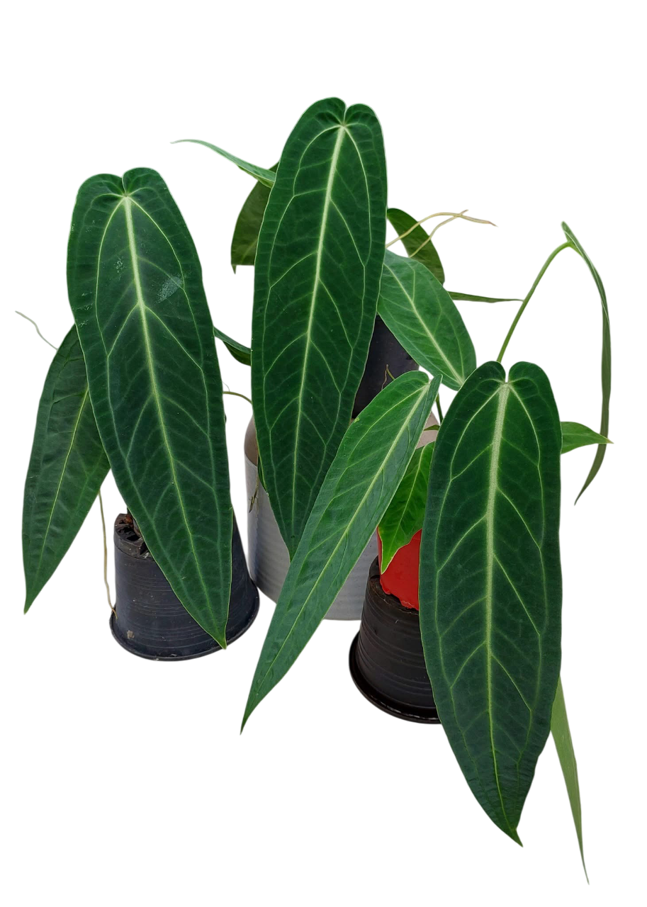 Anthurium Warocqueanum “Queen” – Big Size Wholesale Set of 3 Plants