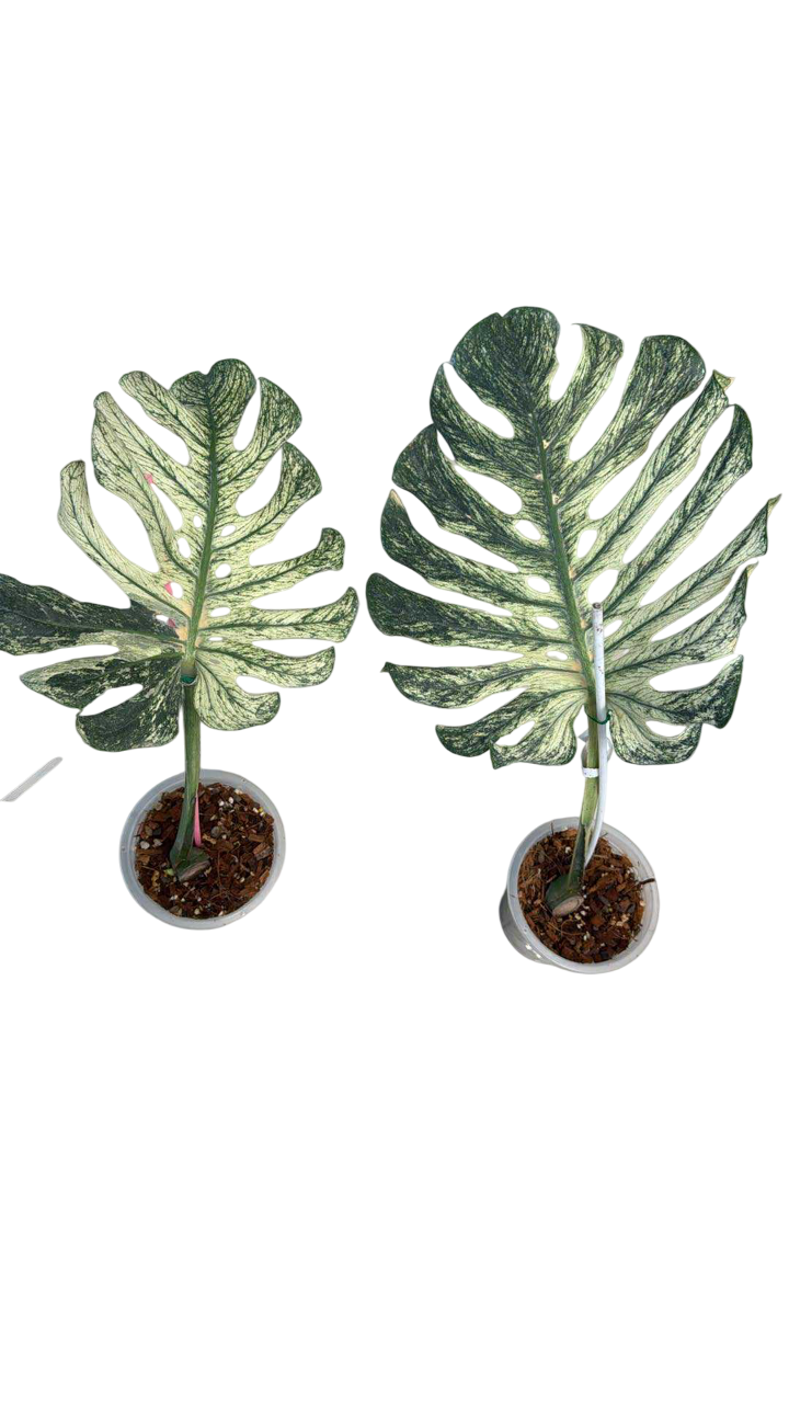 Monstera devil monster (cutting one leaf many roots)