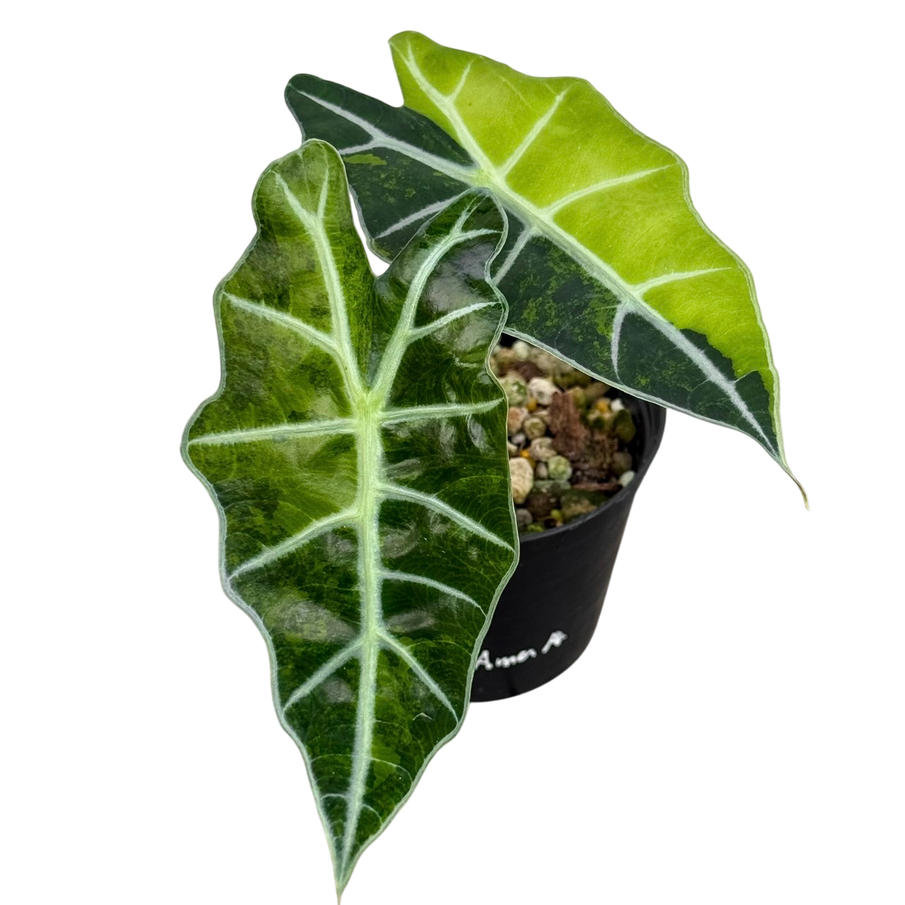 Alocasia Amazonica Aurea Var.