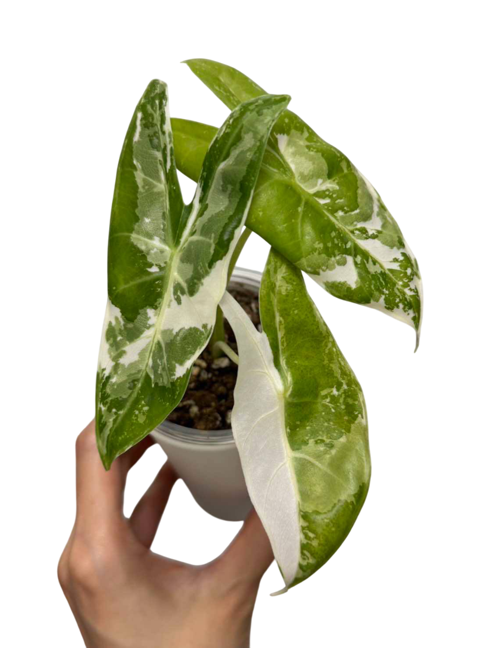 確認用アロカシア　ピンク斑入alocasia longiloba miq var Alocasia Longiloba back pink variegated – Lucky Plants Thailand
