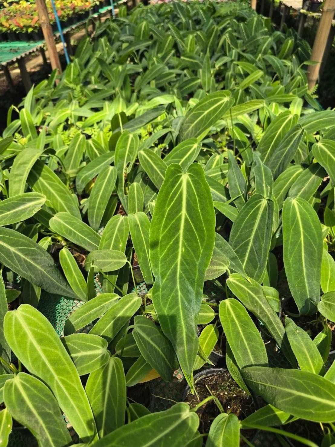 Anthurium Warocqueanum “Queen” – medium Size Wholesale Set of 10 Plants