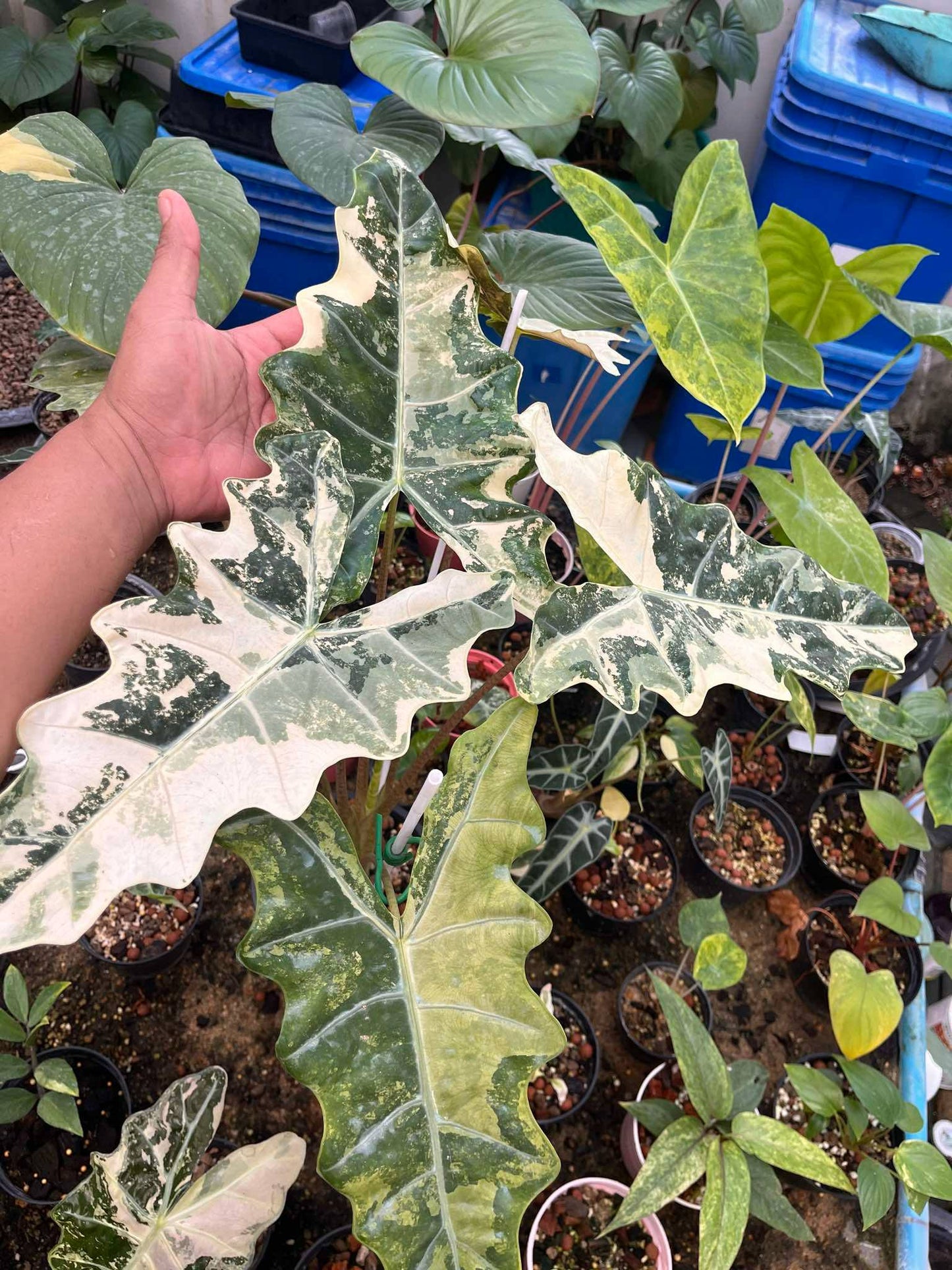 Alocasia Pseudosanderiana Albo Pink Variegated