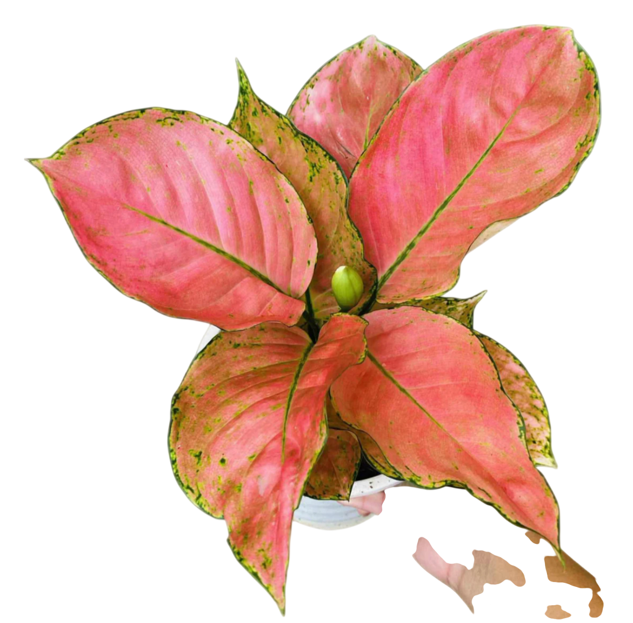 Aglaonema “Valentine Orange” (Orange Valentine Aglaonema) Wholesale Set of 10 Plants
