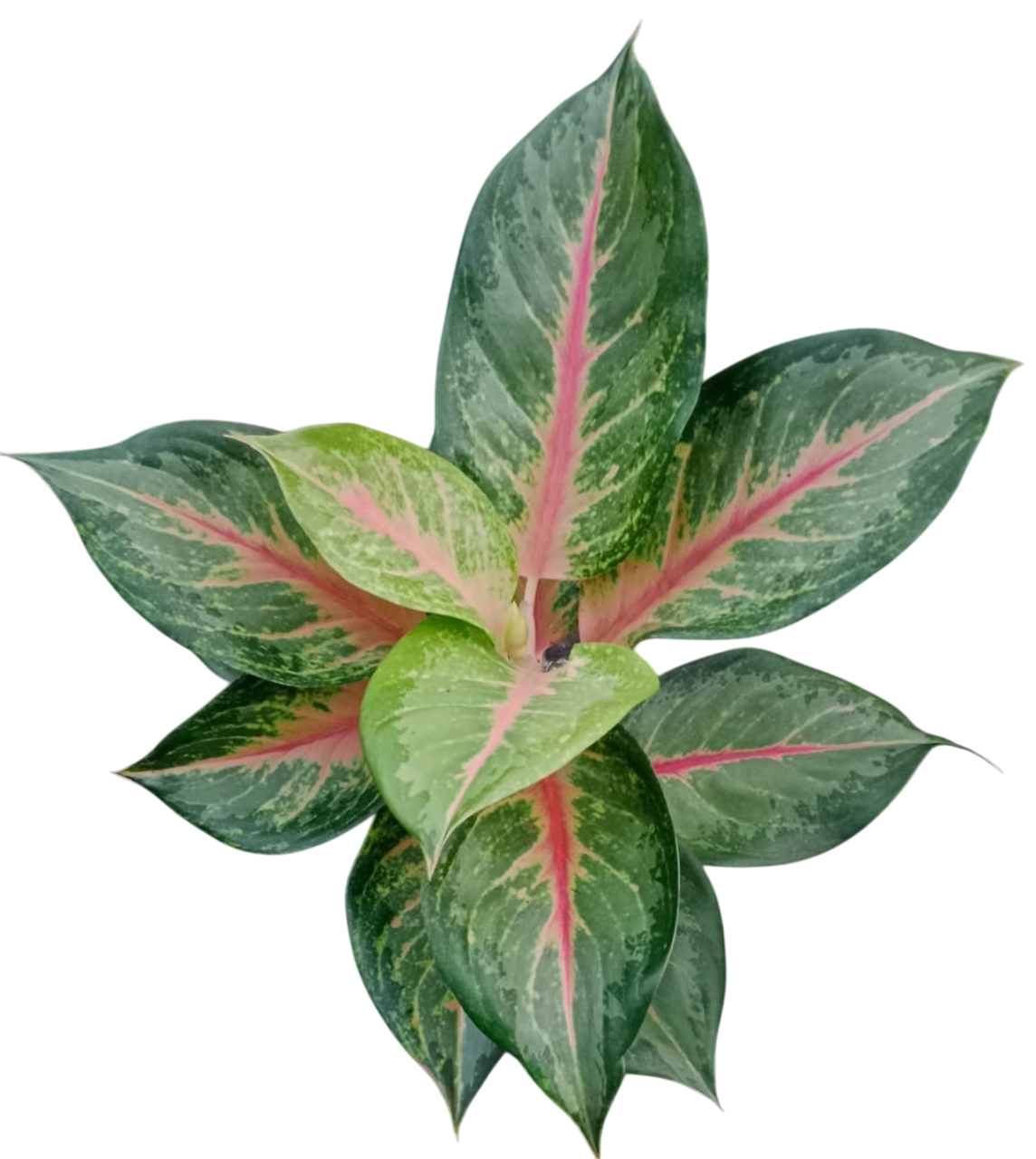 Aglaonema “Luk Bae” Bundle of 10 Plants