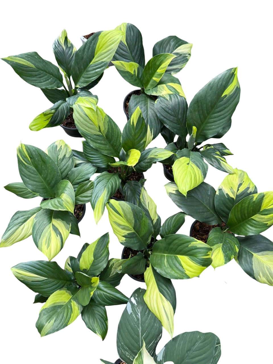 Spathiphyllum Sensation Yellow Variegated โ Set of 10 Plants
