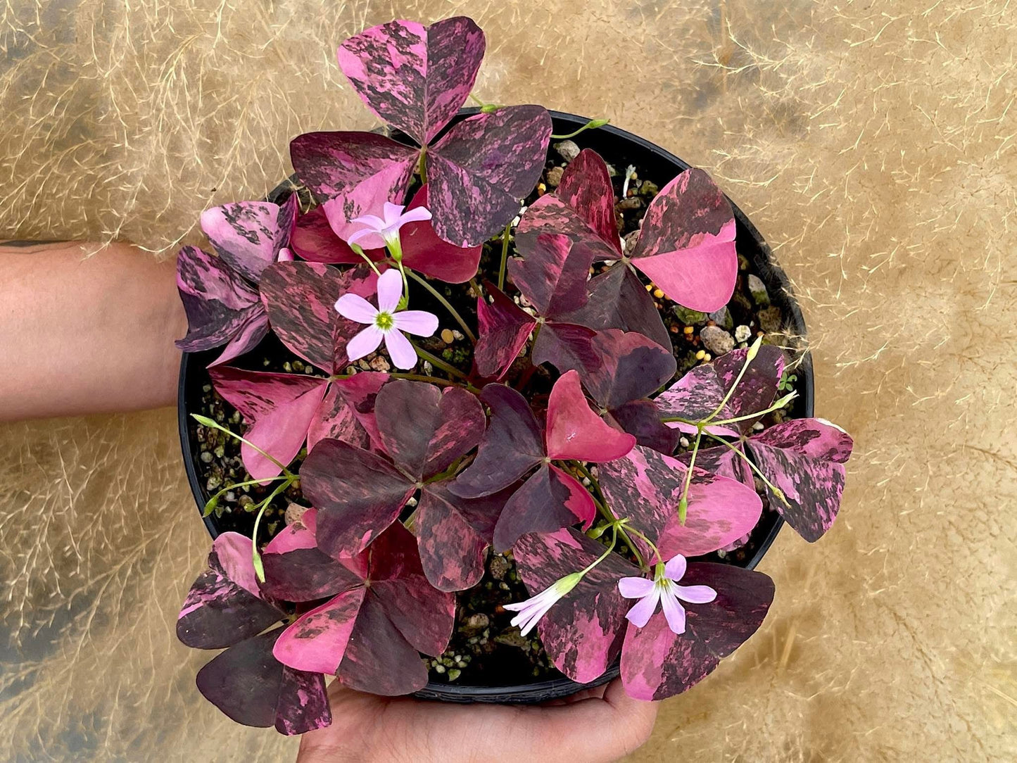 Oxalis Triangularis Variegated