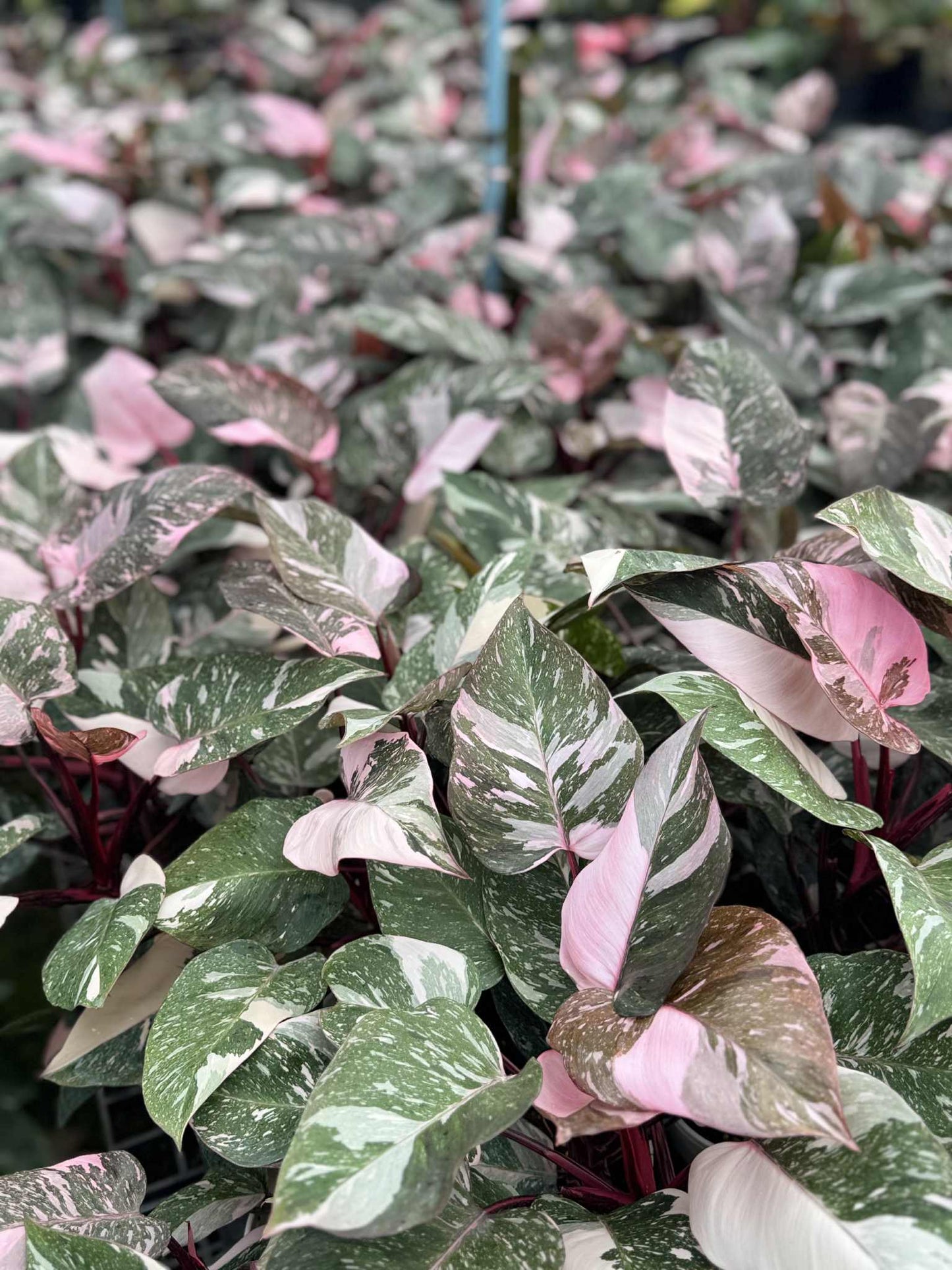 Philodendron Pink Princess Galaxy – Set of 10 Plants