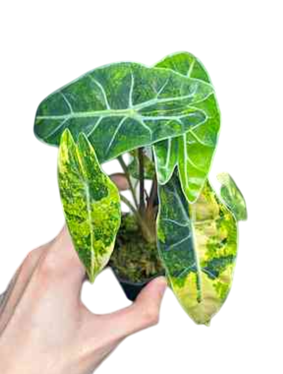 Alocasia Dragon Tooth Aurea Variegated – Lucky Plants Thailand