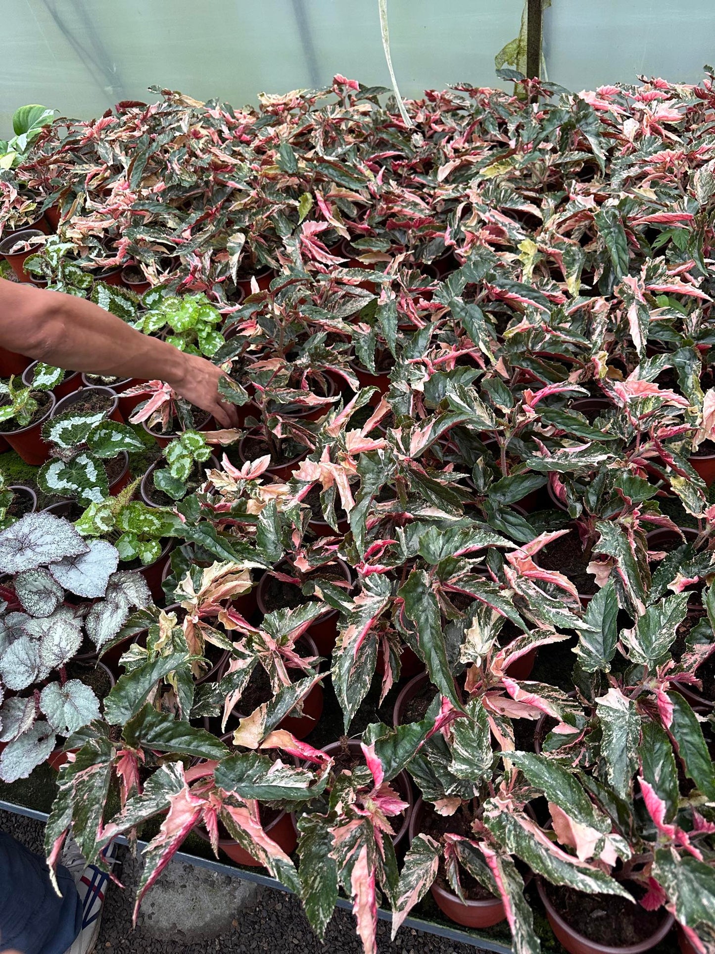 Begonia ginny galaxy set 10 plants