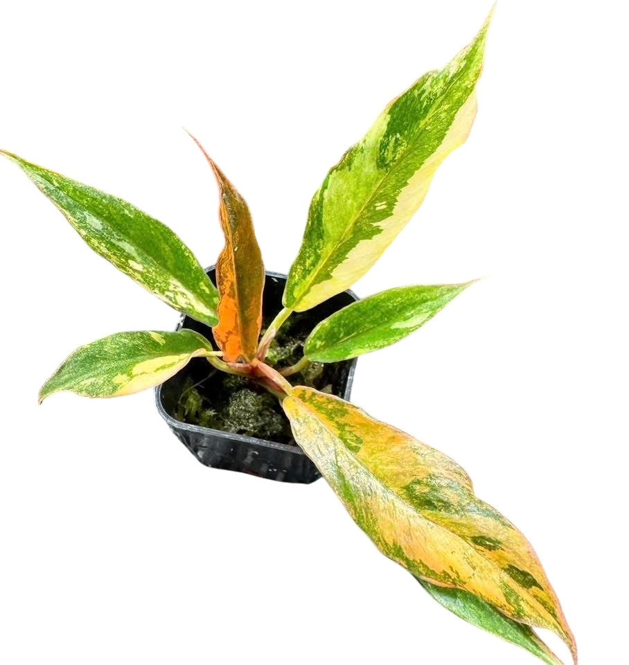 philodendron tiger Philodendron caramel mable var.(Fire tiger) small size – Lucky Plants  Thailand