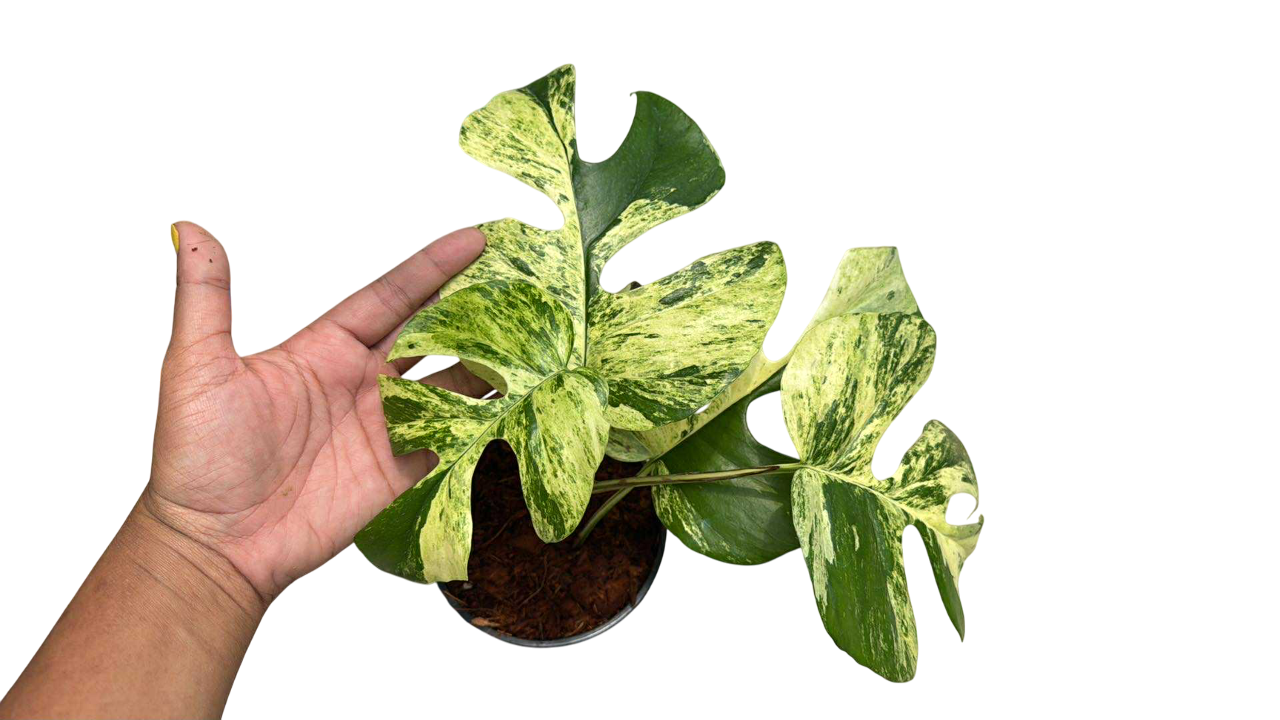 Rhaphidophora Tetrasperma “Migma Set of 5 plants