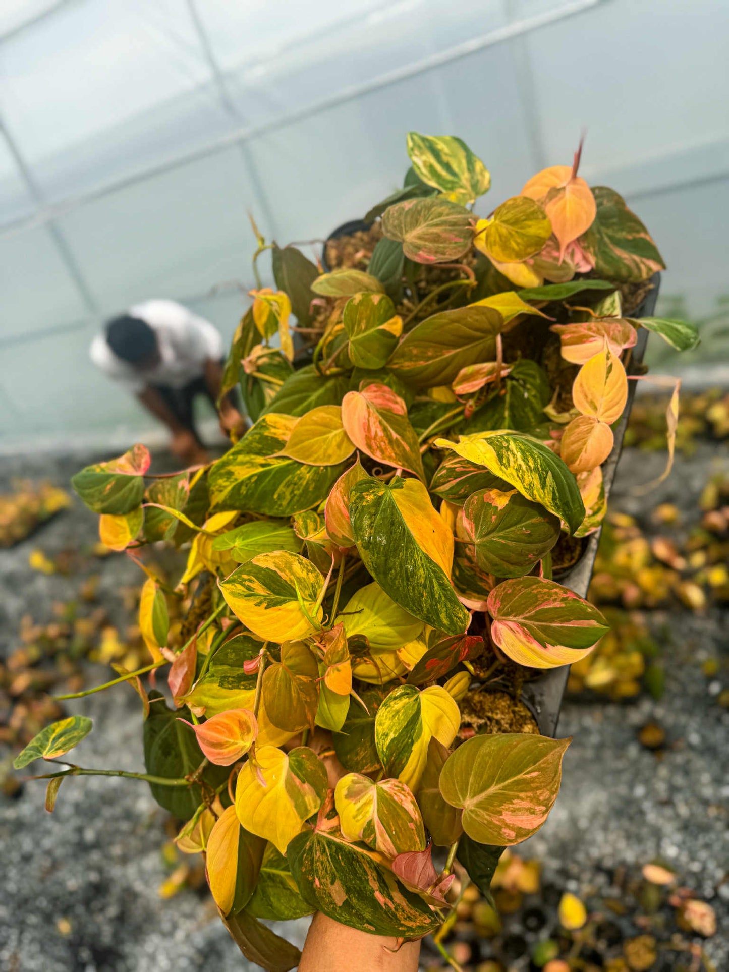 Philodendron Micans Variegated Set of 10 plants