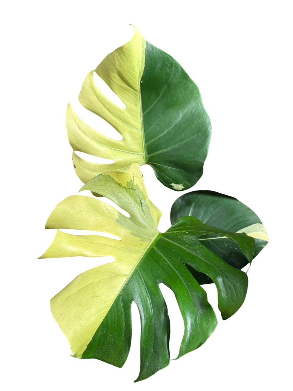 Monstera deliciosa “Blue Mint” Variegated (Rare) – Lucky Plants