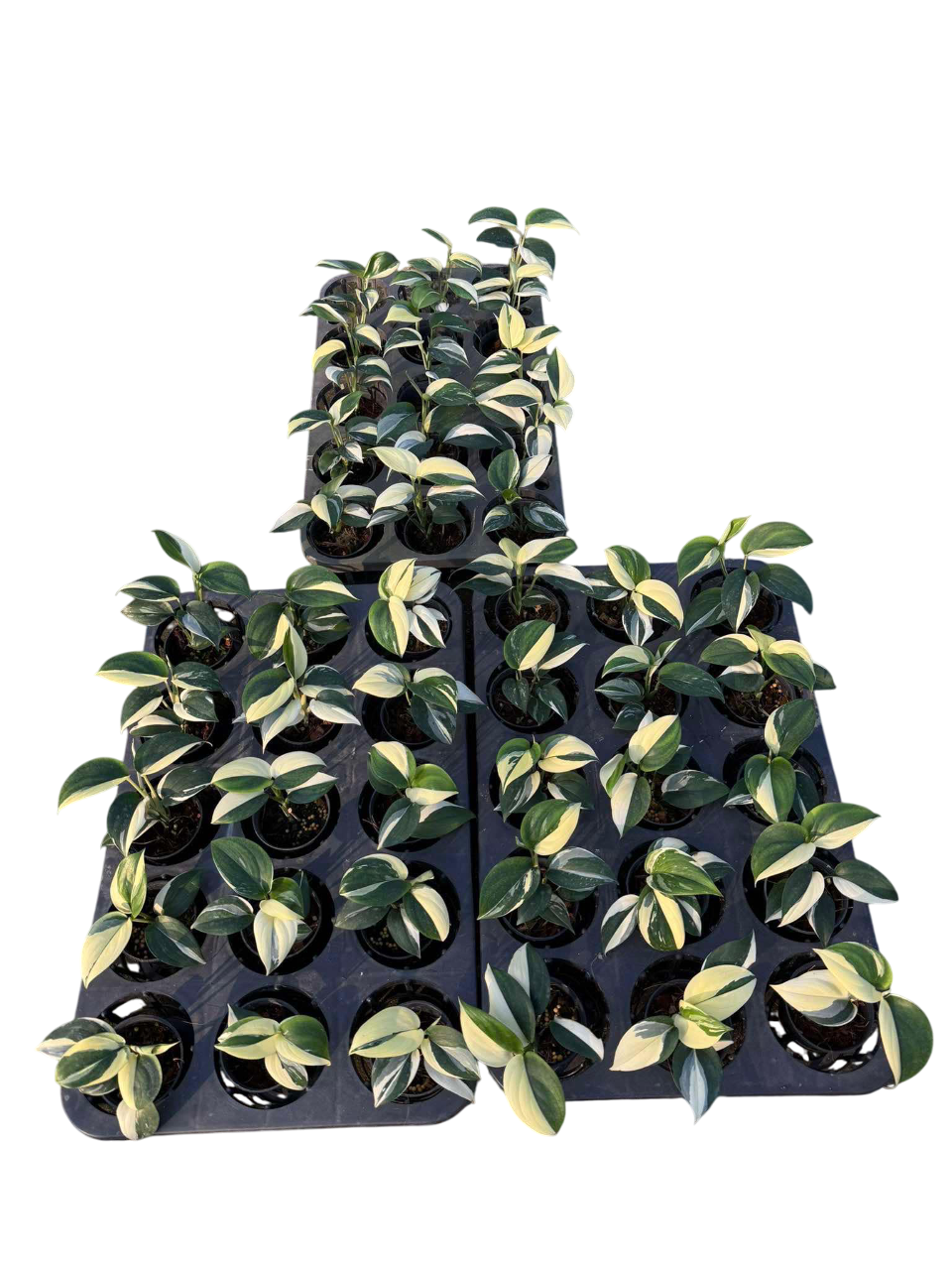 Scindapsus blue albo Variegated - Set of 10 Plants