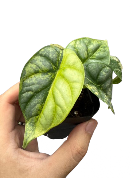 Alocasia Sliver Dragon Aurea ๐