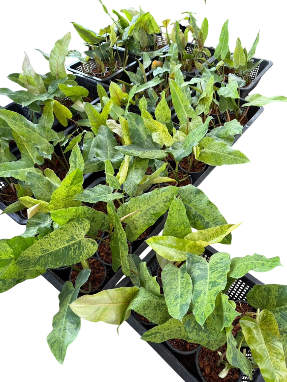 Philodendron wipple way mint-Set of 10 plants