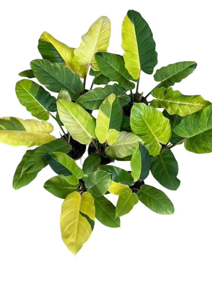 Philodendron Jungle Fever Variegated Set of 10 Plants