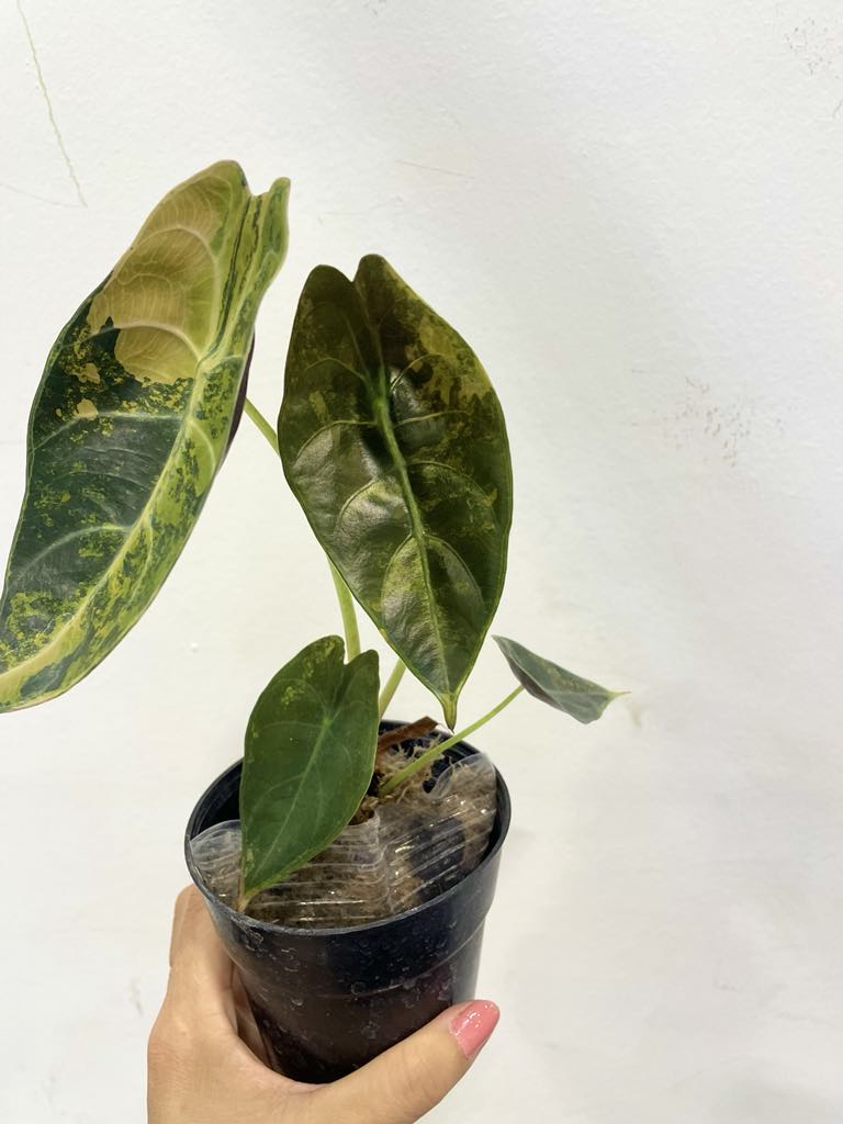 Alocasia sedenii aurea var.