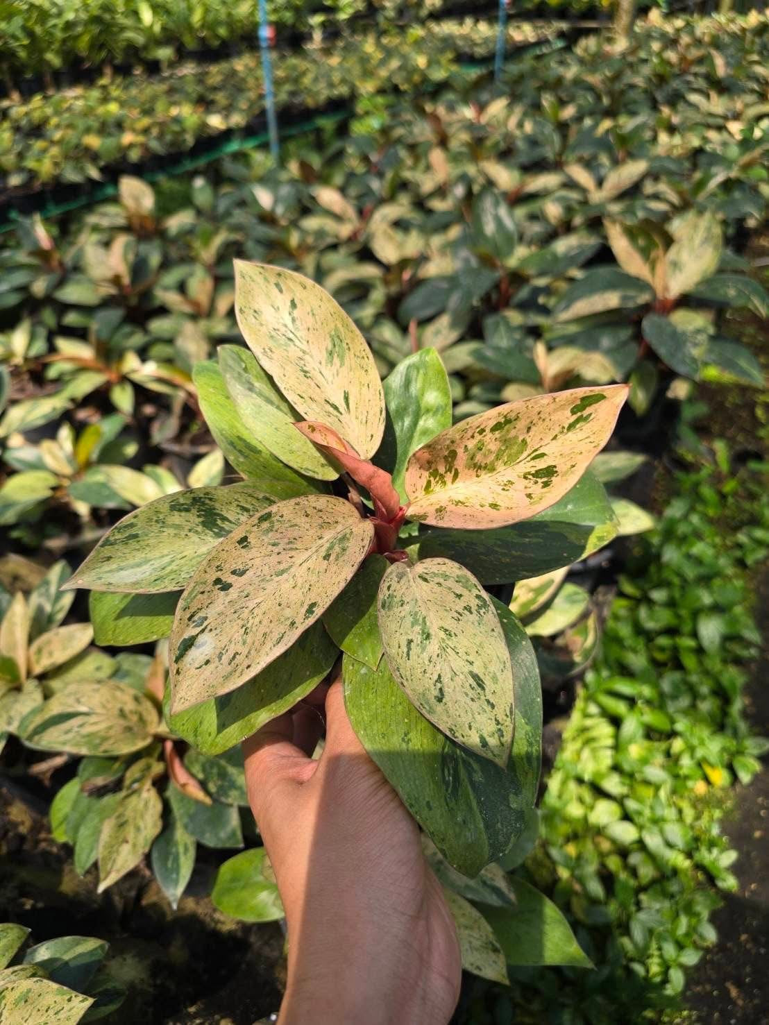 Philodendron Red Congo mint Variegated