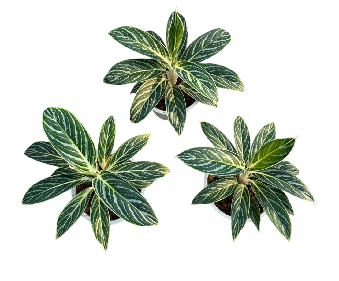 aglaonema vs calathea Aglaonema Green hybrid (big size)-Set of 5plants – Lucky Plants Thailand
