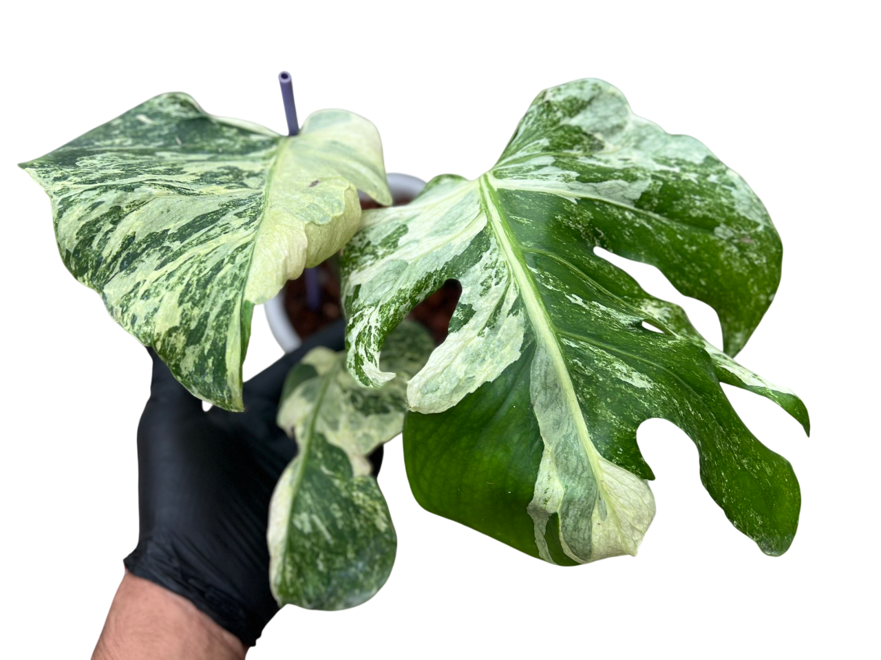 Monstera Deliciosa Ocean Mint – Lucky Plants Thailand