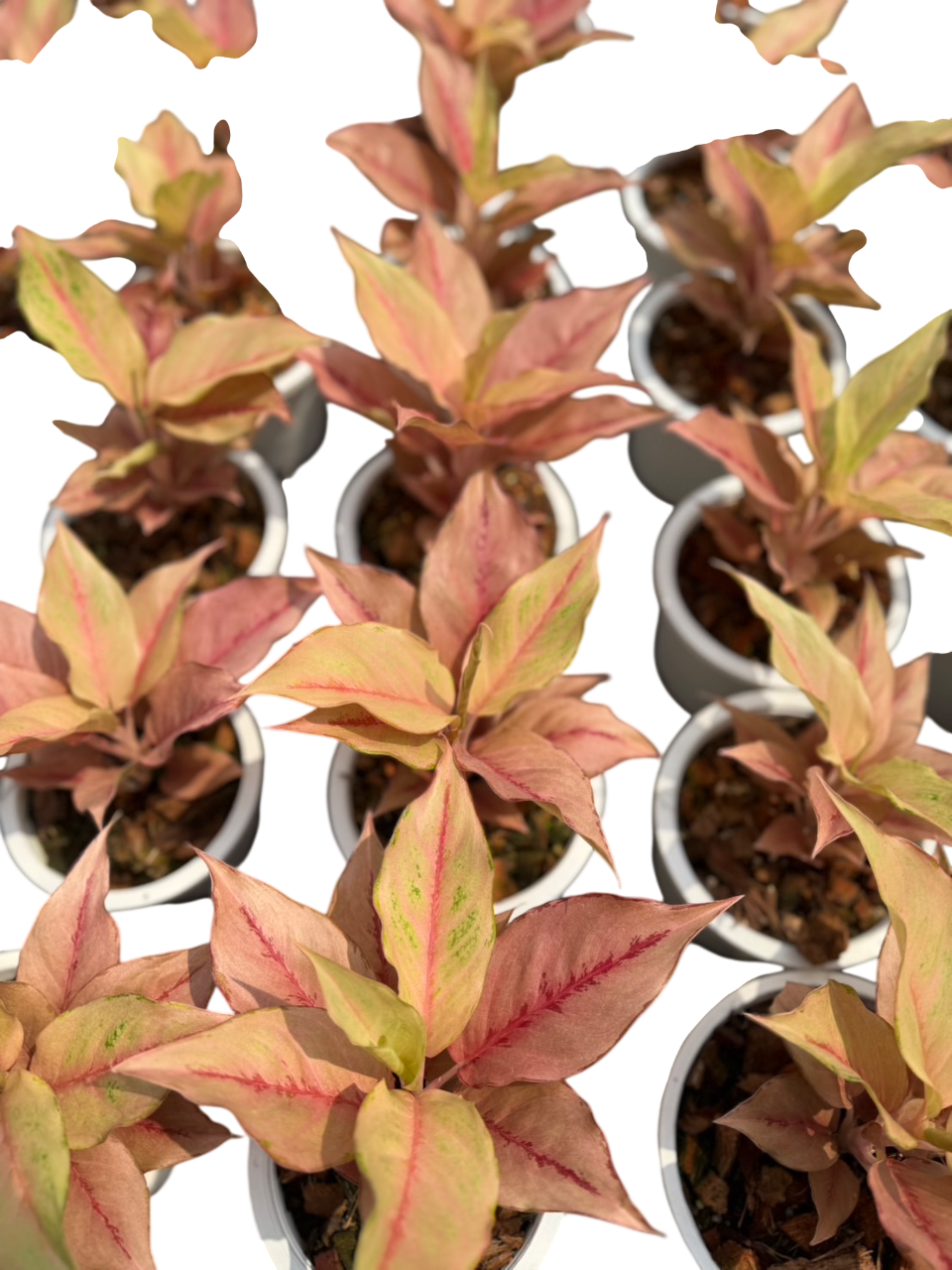 Aglaonema pink unicorn