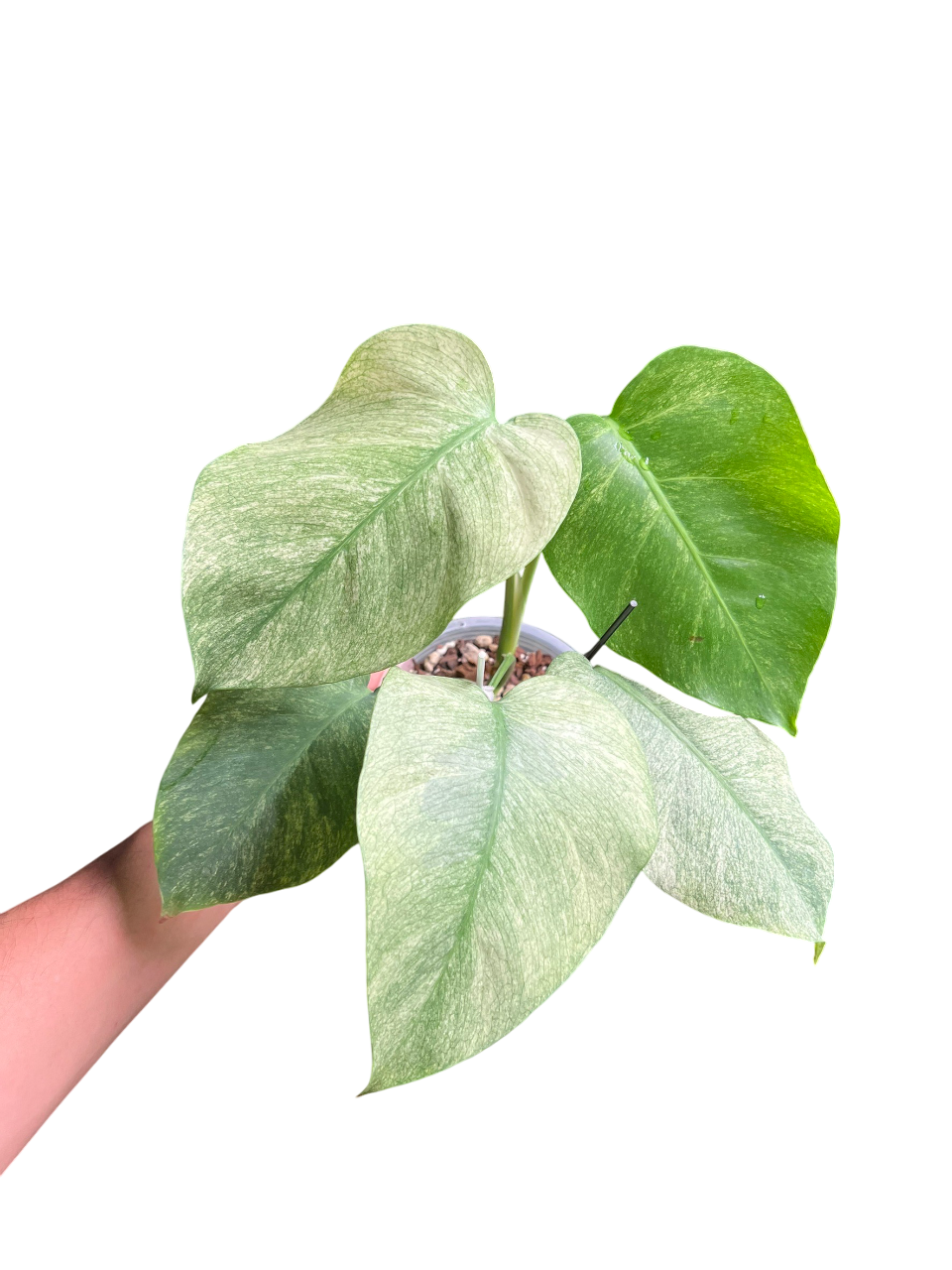 Monstera Borsigiana ‘Full Mint’ Variegated – Set of 3 Plants (Wholesale)