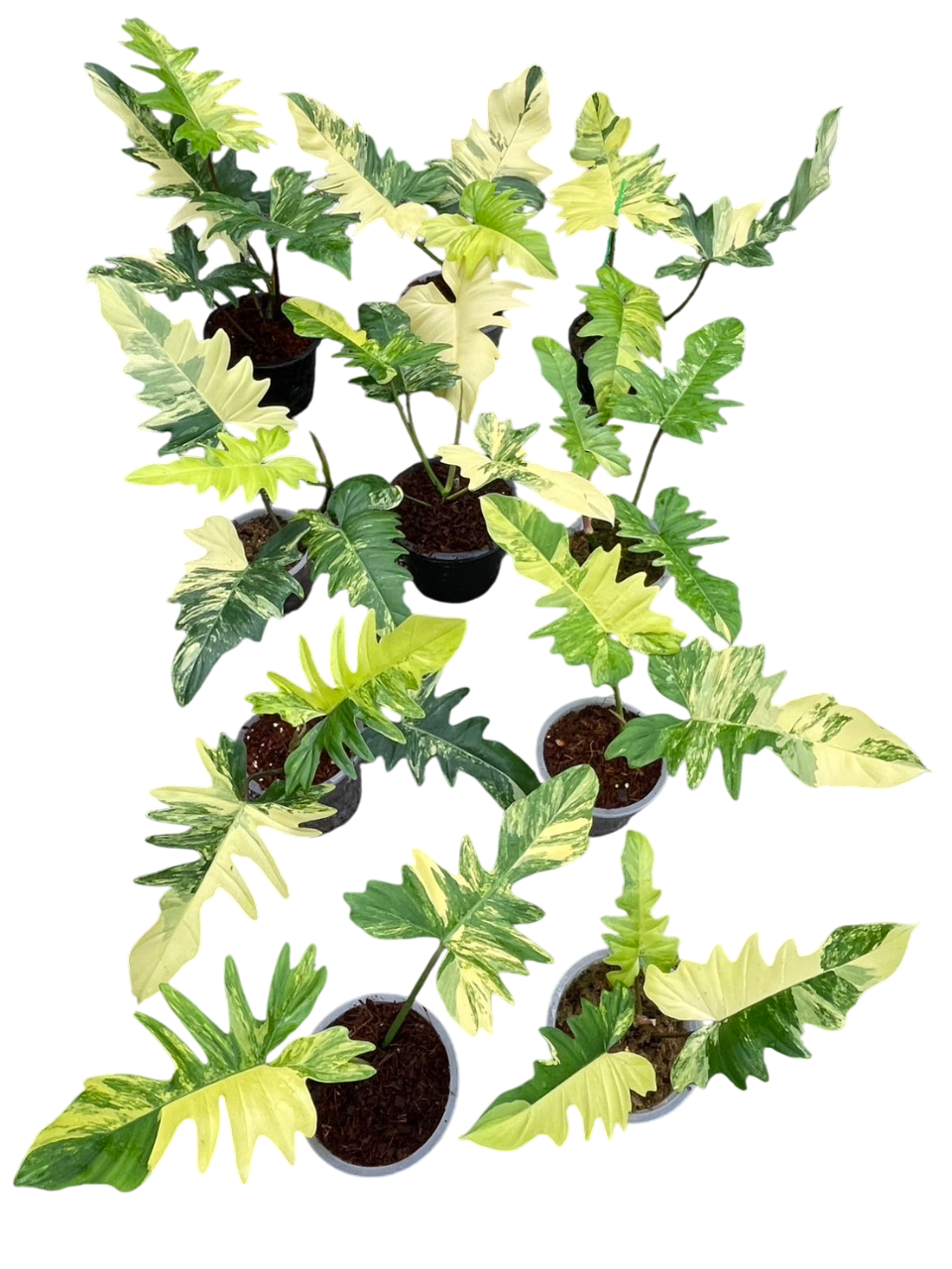 Philodendron Florida Beauty x Mayoi Variegated Set of 10 Plants