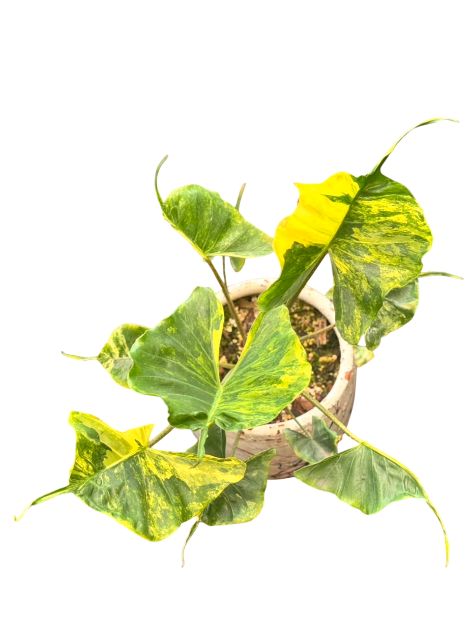 Alocasia stingray aurea variegated