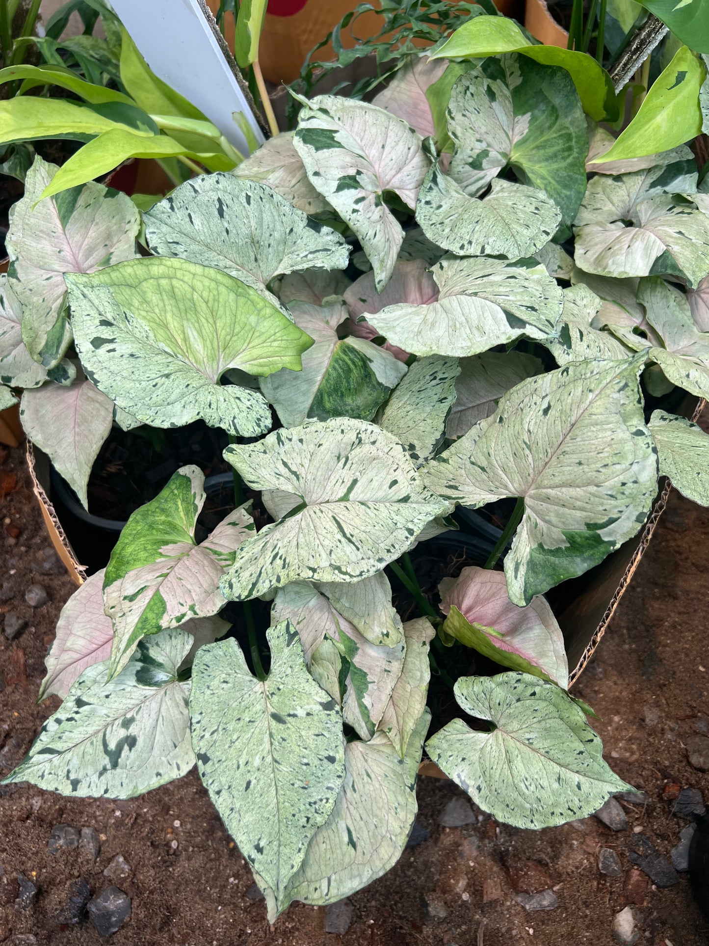 Syngonium green splash set 10 plants
