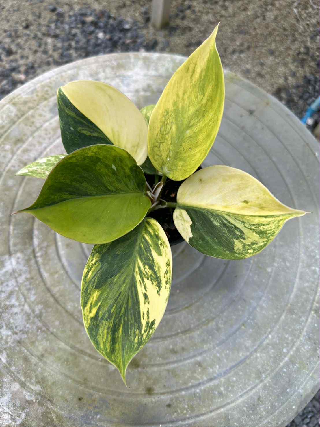 Philodendron White night tricolor