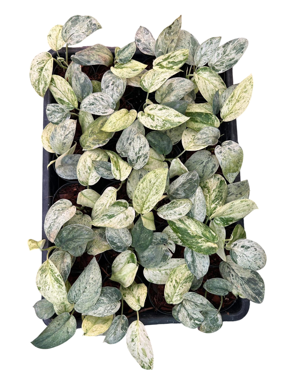 Scindapsus Jade Satin Marble Variegated - Set of 10 Plants
