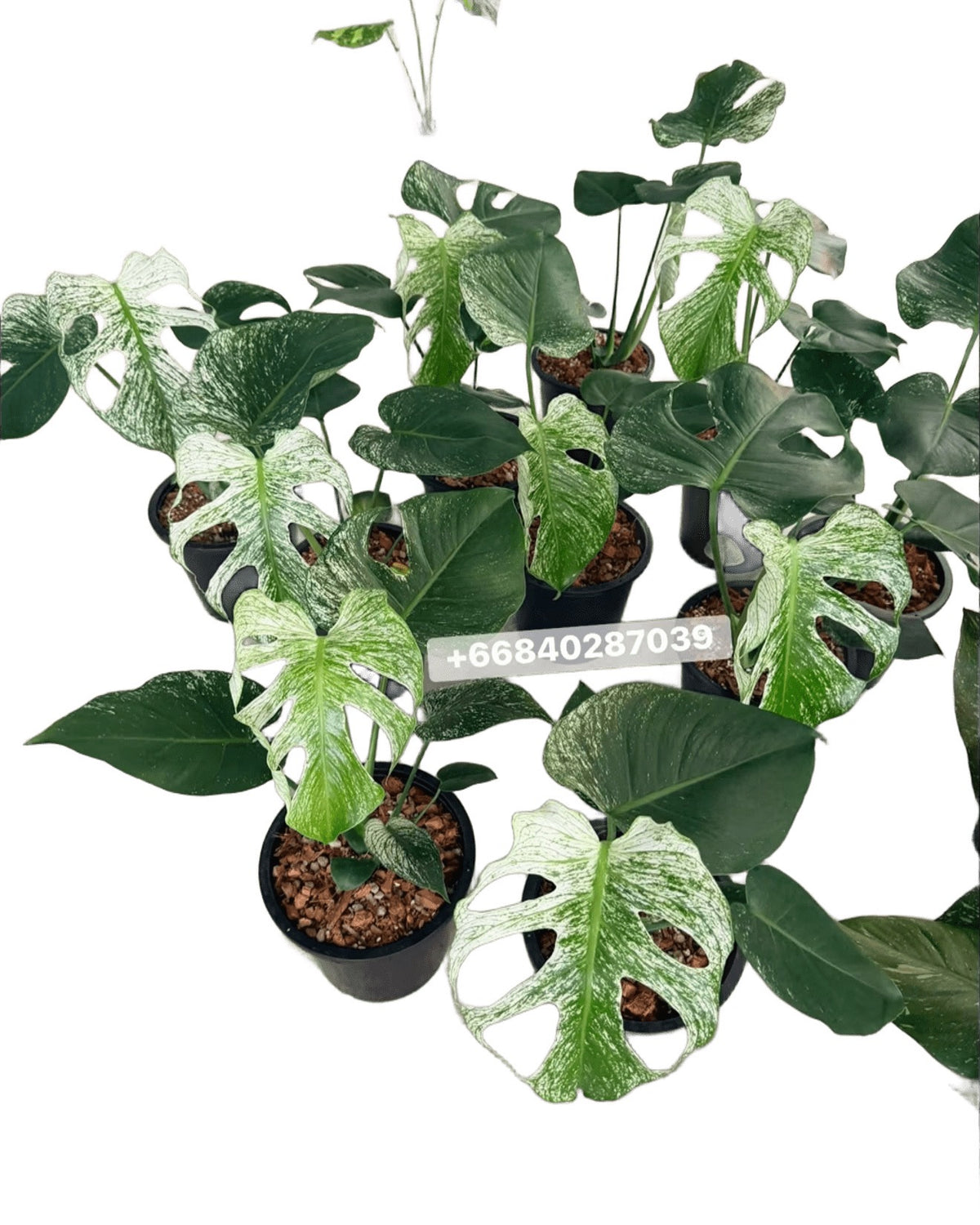 Monstera deliciosa ‘Devil Monster