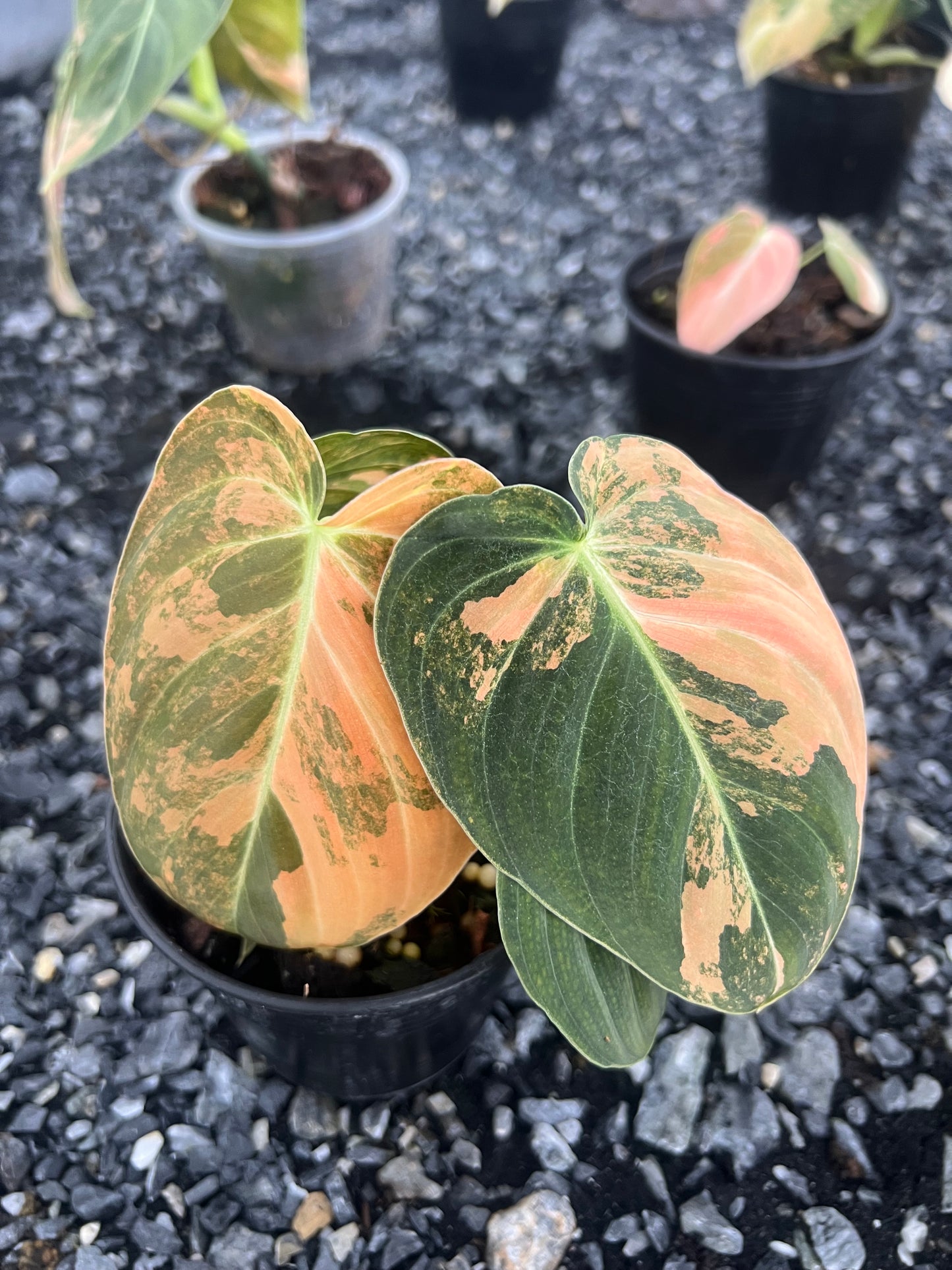 Philodendron Melanochrysum Orange Variegated