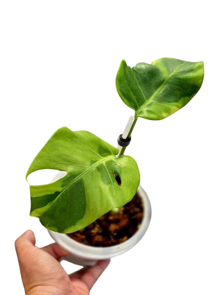 monstera lucky plant Monstera deliciosa “Flamicito” Variegated