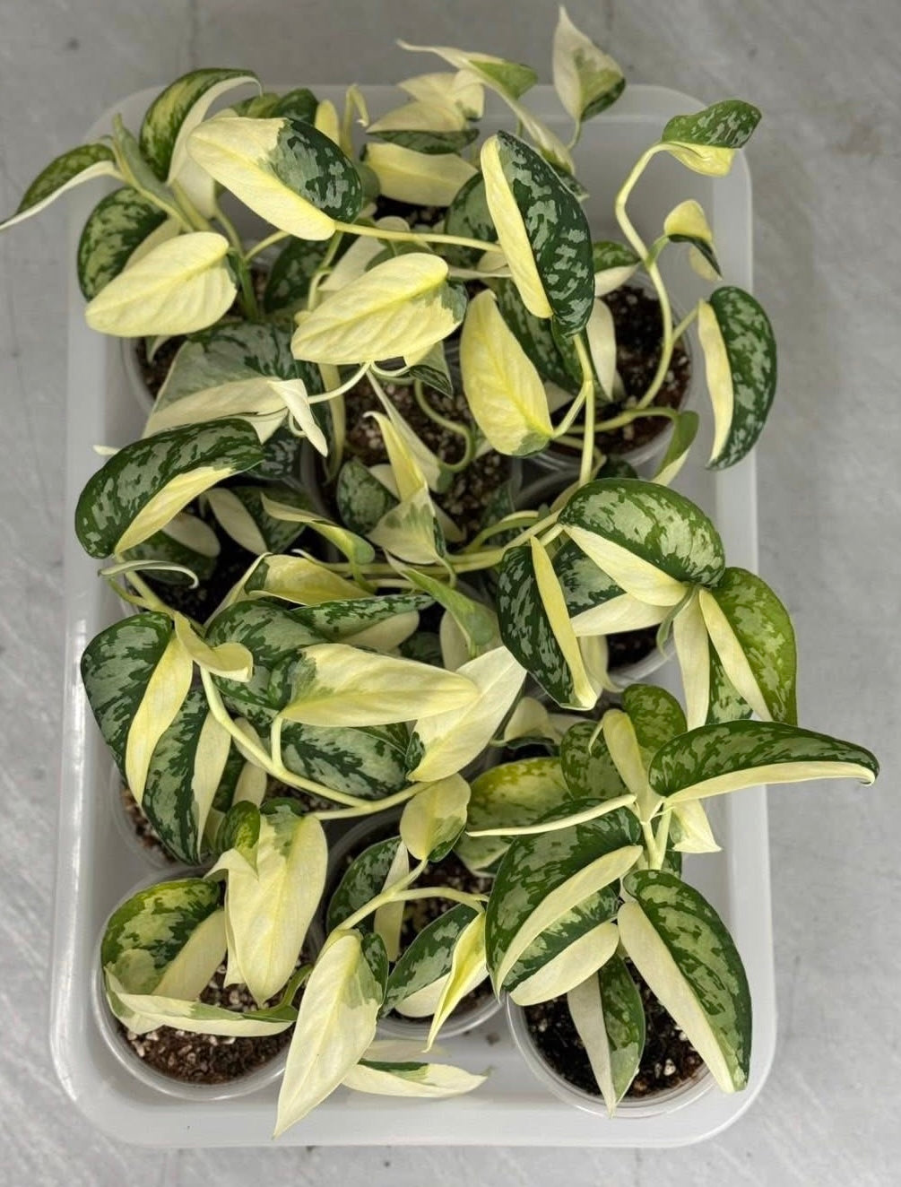 Scindapsus Maharika var. – Lucky Plants Thailand