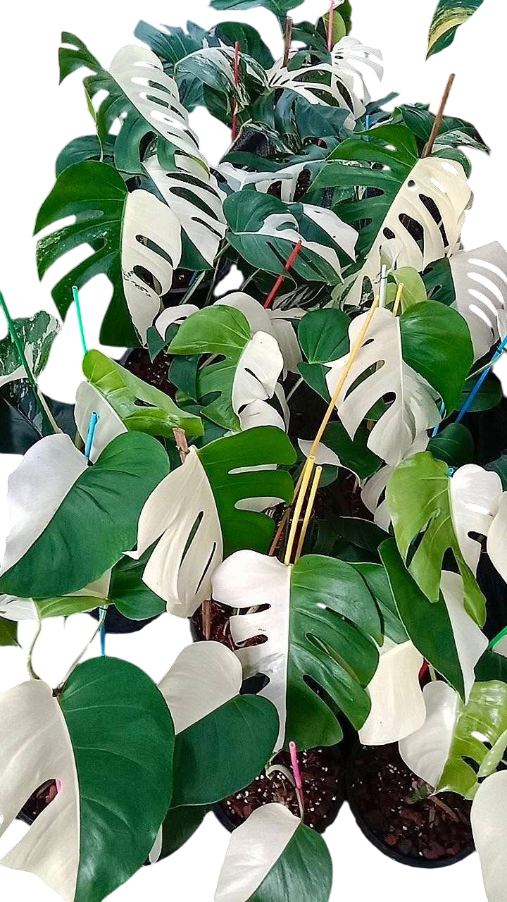 Monstera Borsigiana Albo half moon Variegated(medium ) - Set of 10 Plants