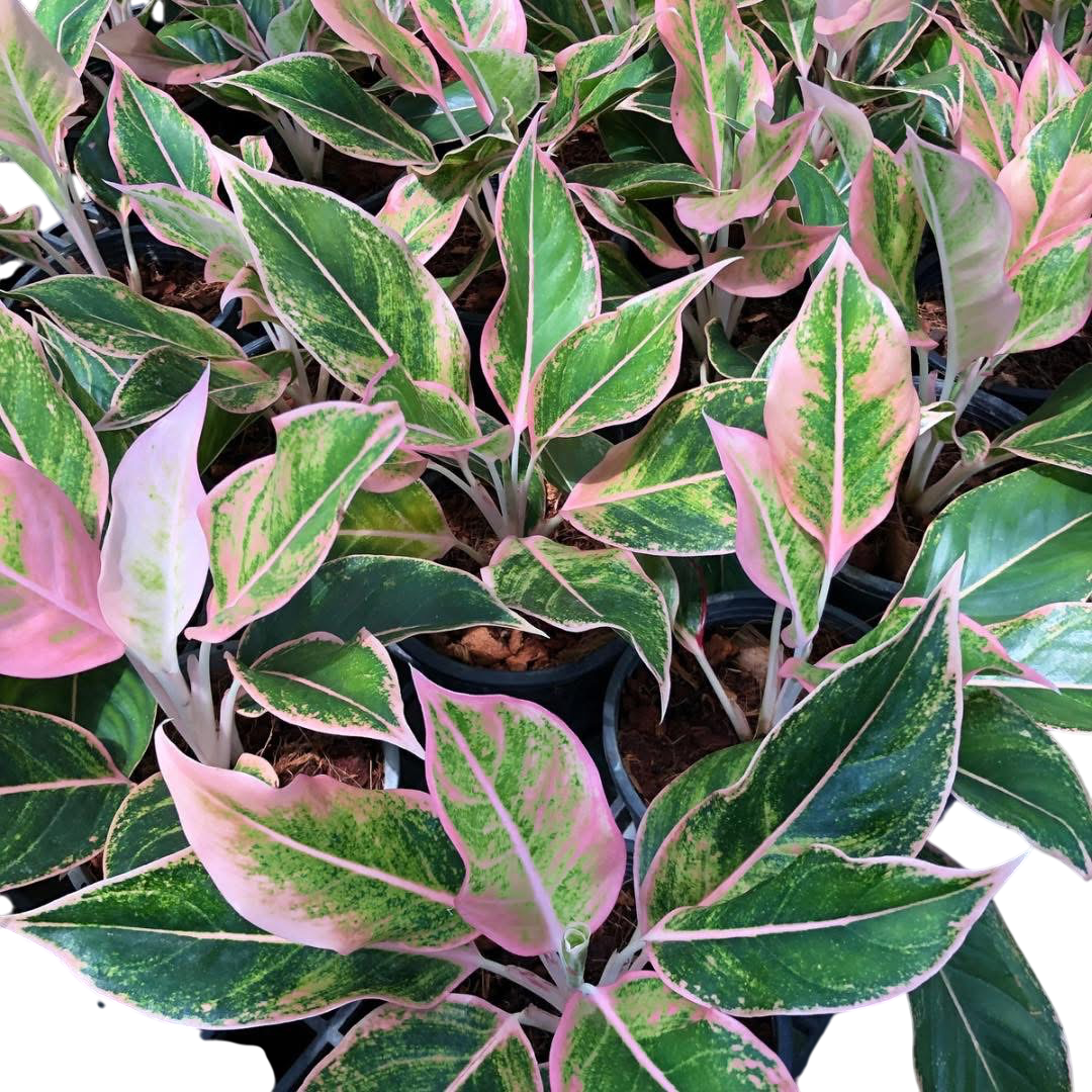 Aglonema “ploy chompu” Set of 10 plants