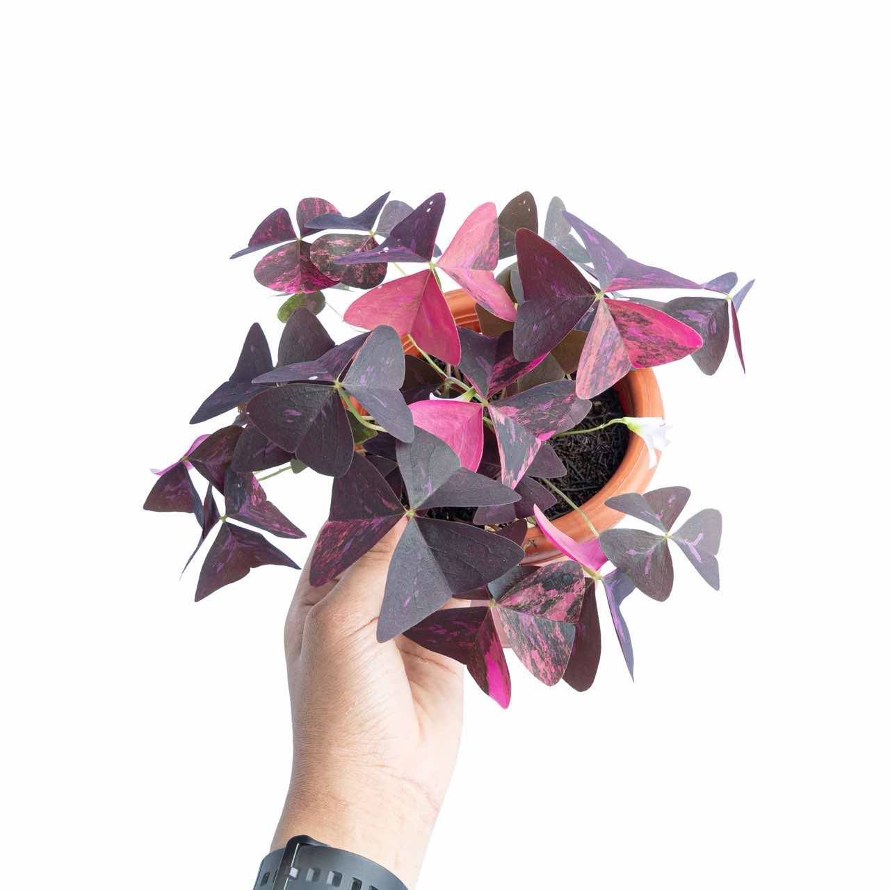 Oxalis Triangularis Variegated – Lucky Plants Thailand